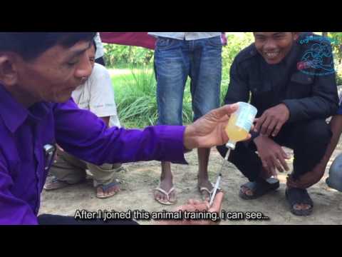 vaccination program for gamefowl chicks care